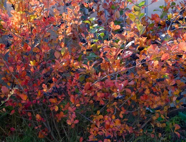 Ветви с красными листьями — стоковое фото