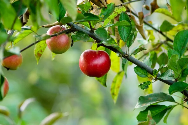 Kırmızı sonbahar elma — Stok fotoğraf