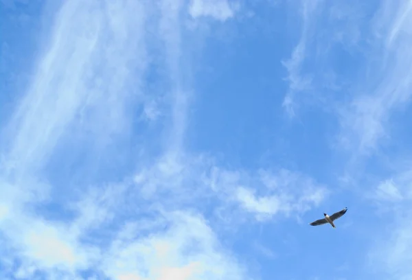 Чайка в облачном небе — стоковое фото