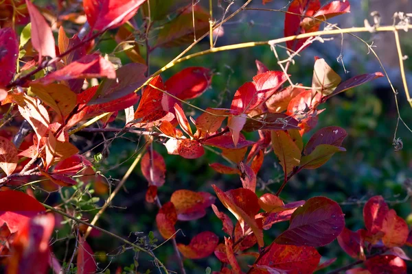 赤い葉付け枝 — ストック写真
