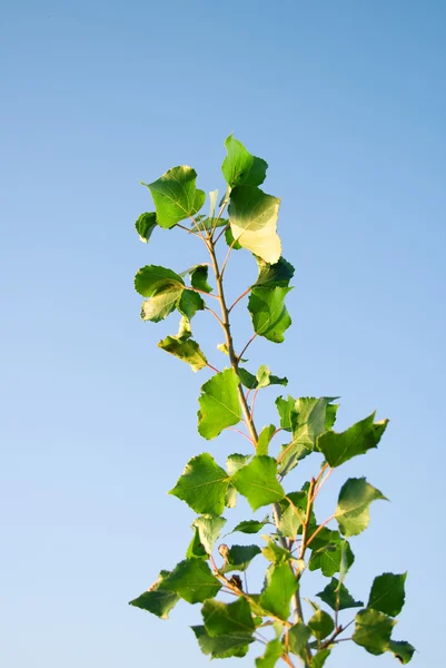 Zweig mit grünen Blättern — Stockfoto