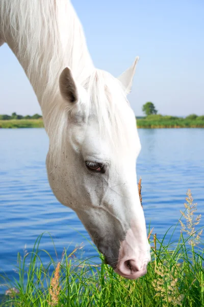 放牧の白い馬 — ストック写真