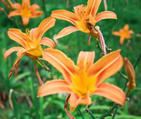 オレンジ色の花 — ストック写真