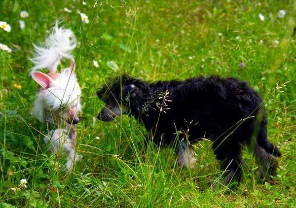 Chiots noirs et blancs sur herbe verte — Photo