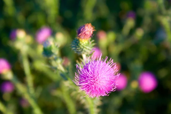 Flowers of a thistle — Stock Photo, Image