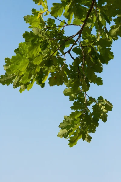 绿色的树叶的一棵橡树 — 图库照片
