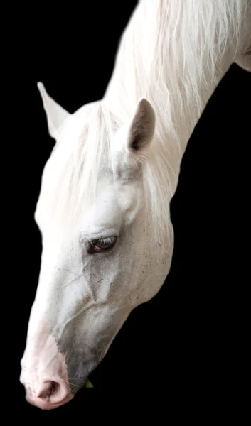 White horse — Stock Photo, Image