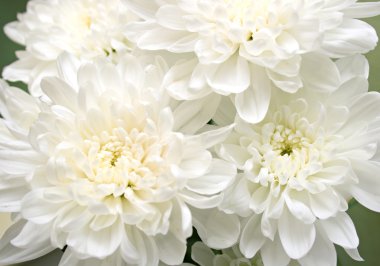 White flowers clipart