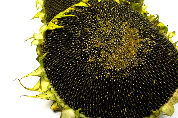 Sonnenblumen 2 — Stockfoto