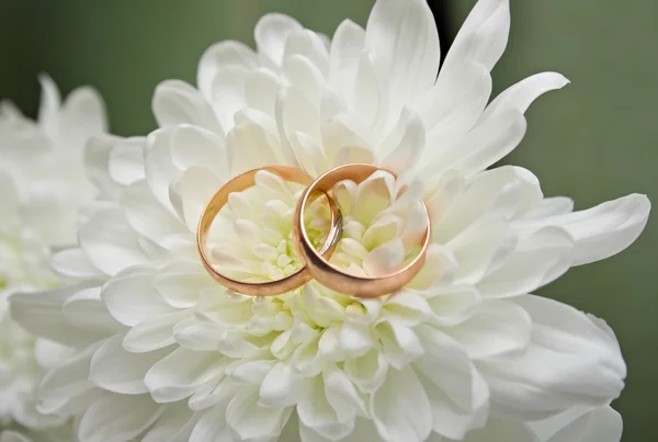 Wedding rings on a white chrysanthemum — Stock Photo, Image