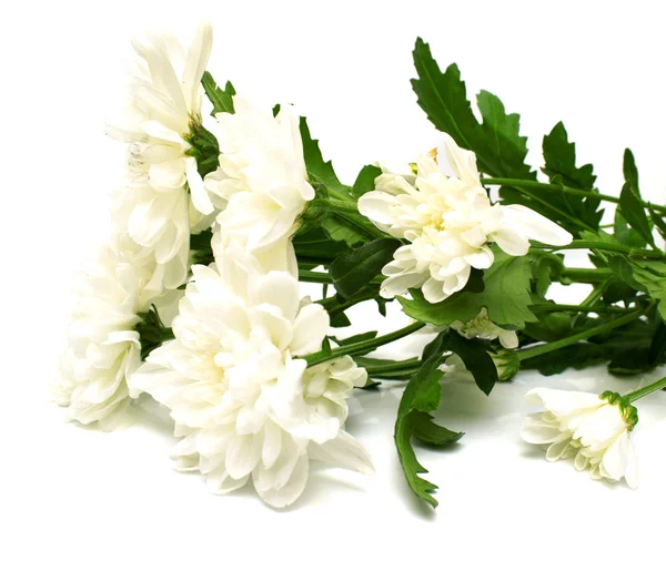 Белые цветы — стоковое фото