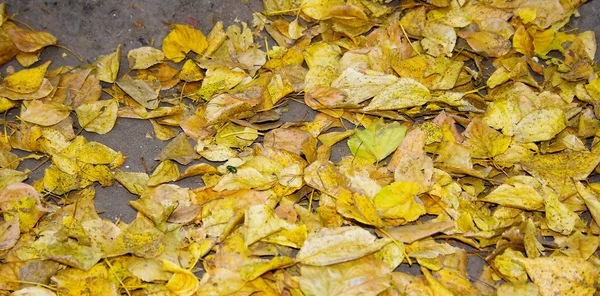Yellow foliage — Stock Photo, Image