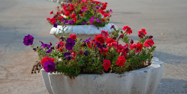 Vases de rue avec les fleurs — Photo