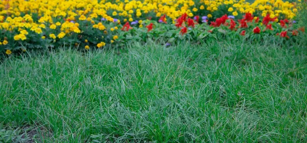 Летняя лужайка с зеленой травой — стоковое фото