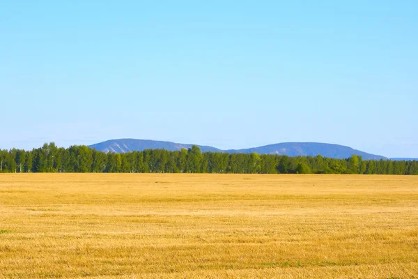 Rosyjski żyta pola — Zdjęcie stockowe