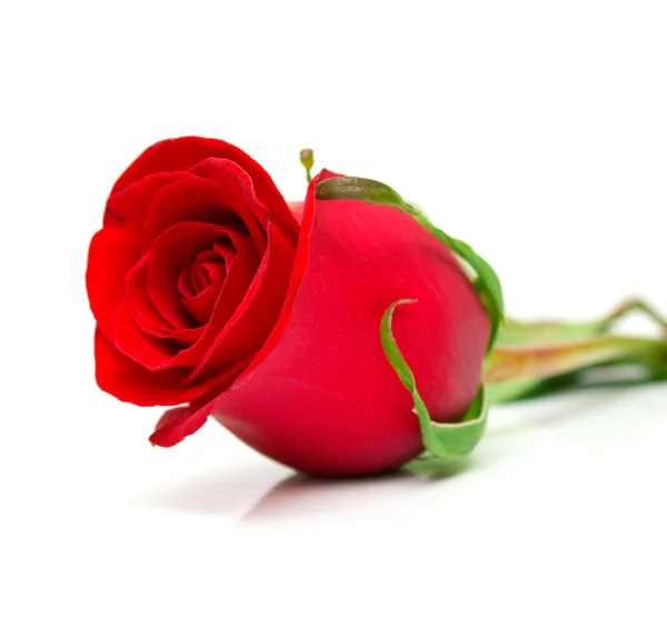 Czerwona róża 2 — Zdjęcie stockowe