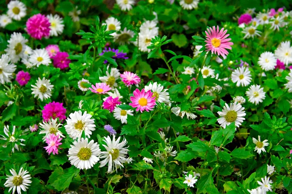 Campo di fiori — Foto Stock