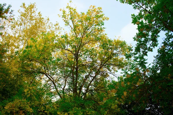 Herbstlandschaft 2 — Stockfoto