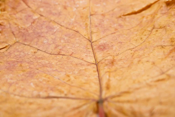 Autumn maple leaf — Stock Photo, Image