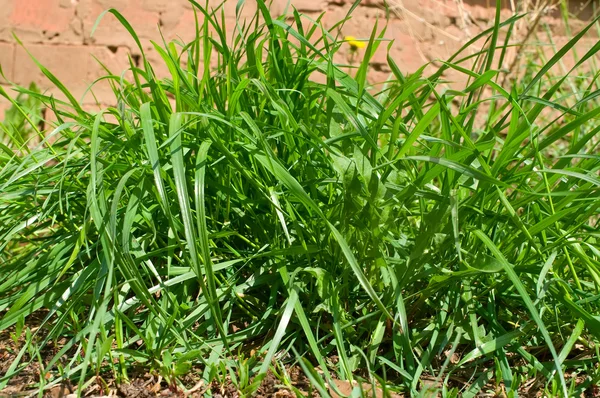 Gras auf braunem Sand — Stockfoto