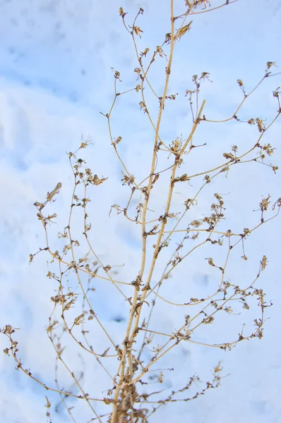 Kar üzerinde bitki — Stok fotoğraf