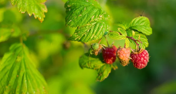 Ripe raspberry and green bugs — Φωτογραφία Αρχείου