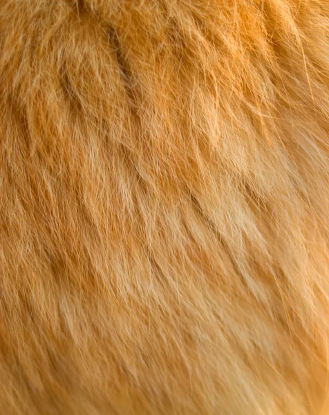 Gyapjú-egy macska, a piros szín — Stock Fotó