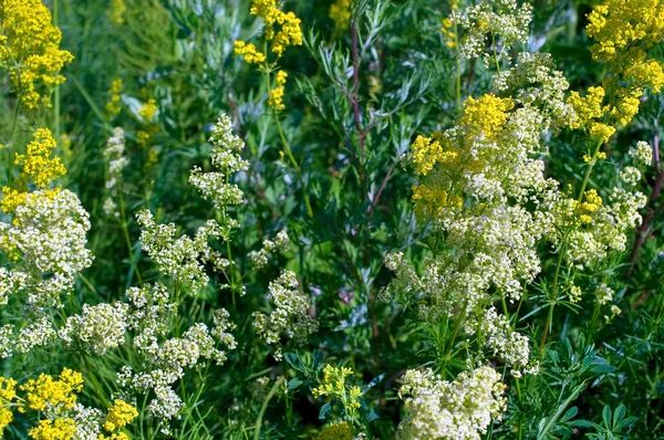 Bílé a žluté květy — Stock fotografie