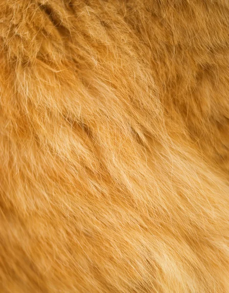 毛一只猫的毛 — 图库照片