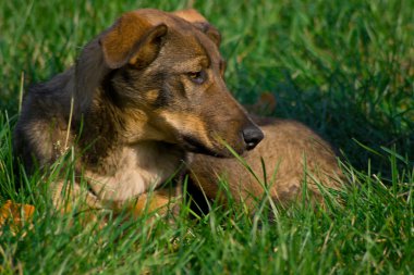 köpek çimlerin üzerine