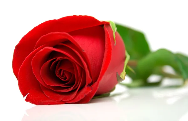 Czerwona róża 2 — Zdjęcie stockowe