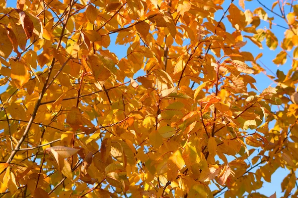 Podzim v parku 2 — Stock fotografie