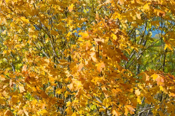 Hösten på park — Stockfoto