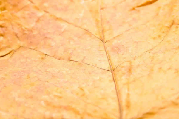 Herfst esdoornblad 2 — Stockfoto