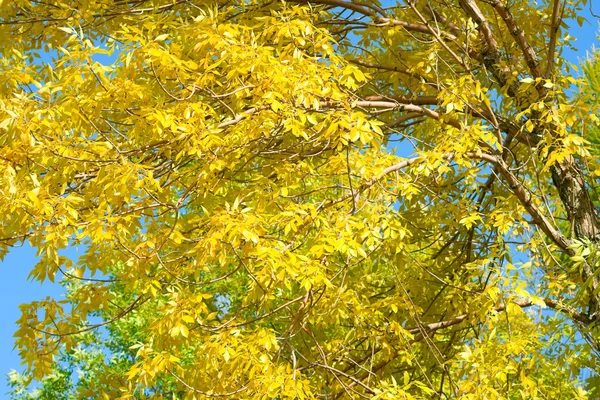Hösten på park 2 — Stockfoto