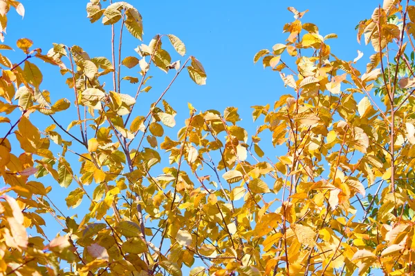 Hösten på park — Stockfoto