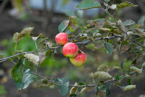 Яблоки на дереве — стоковое фото