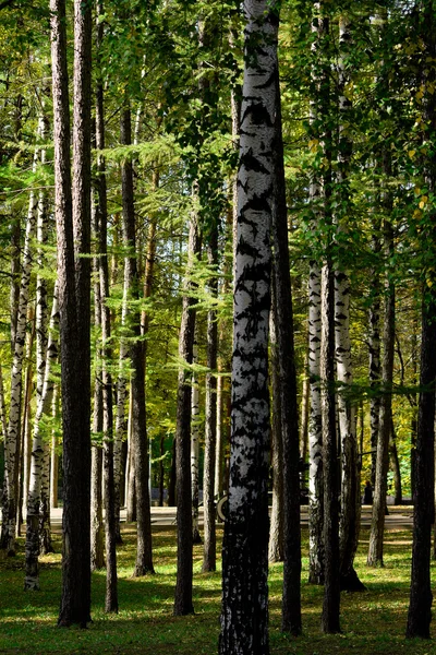 Gröna päls-träd och björkar — Stockfoto