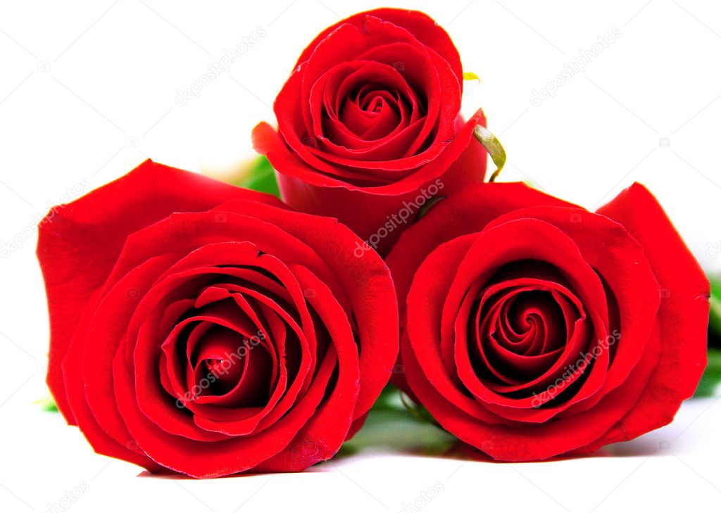 Red roses