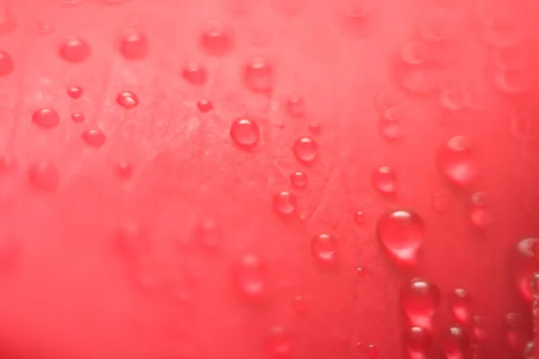 Красный влажный лепесток — стоковое фото
