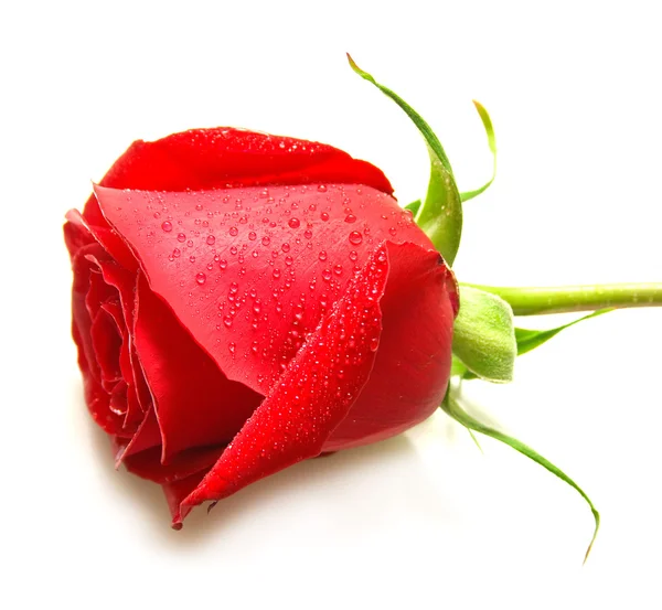 Nedves vörös rózsa — Stock Fotó
