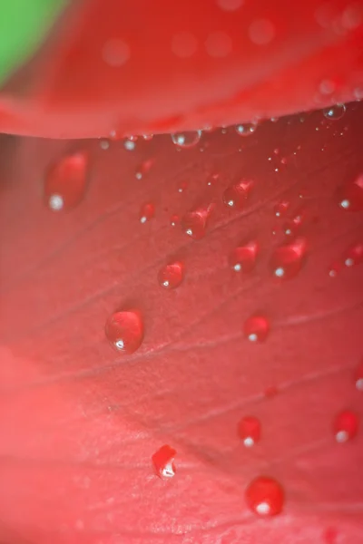 Pétala vermelha molhada — Fotografia de Stock
