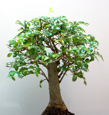 Bonsai Ağacı