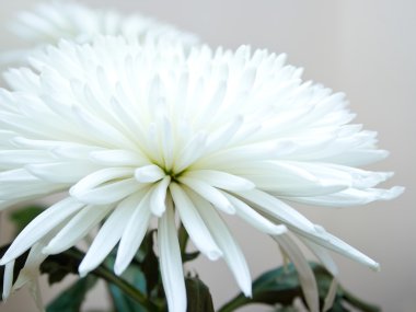 beyaz çiçekler