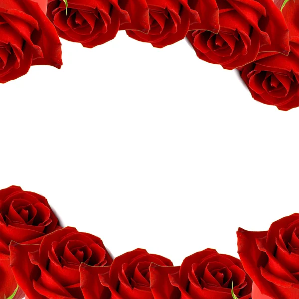 Kilka czerwonych róż — Zdjęcie stockowe