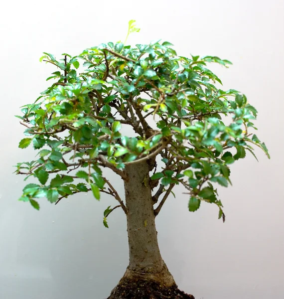 Bonsai tree — Stock Photo, Image