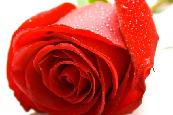 Мокрий Червона троянда — стокове фото