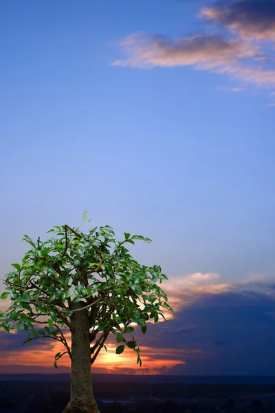 Strom proti západu slunce obloha — Stock fotografie
