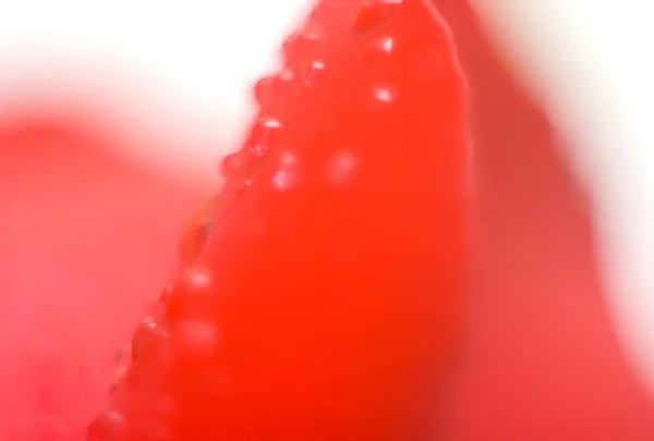Islak kırmızı petal — Stok fotoğraf