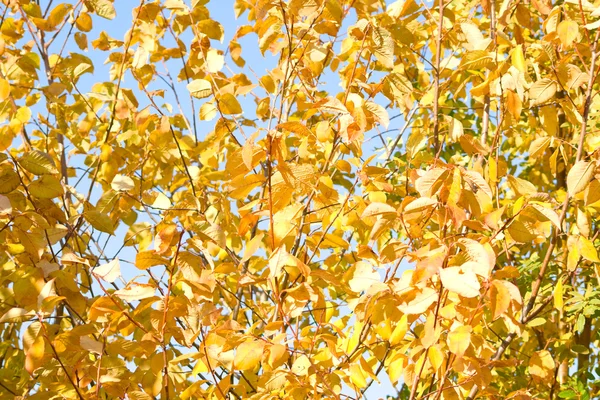 Осенние ветви — стоковое фото